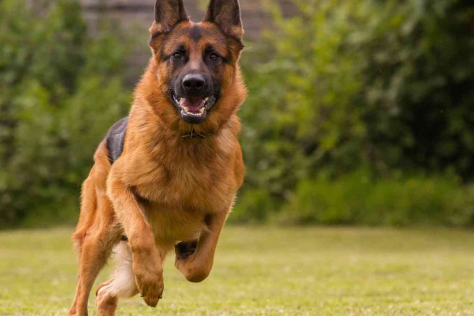Quanto costa mantenere un cane